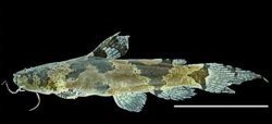Microglanis sp. `CATUA-IPIXUNA RESEX` - Click for species page